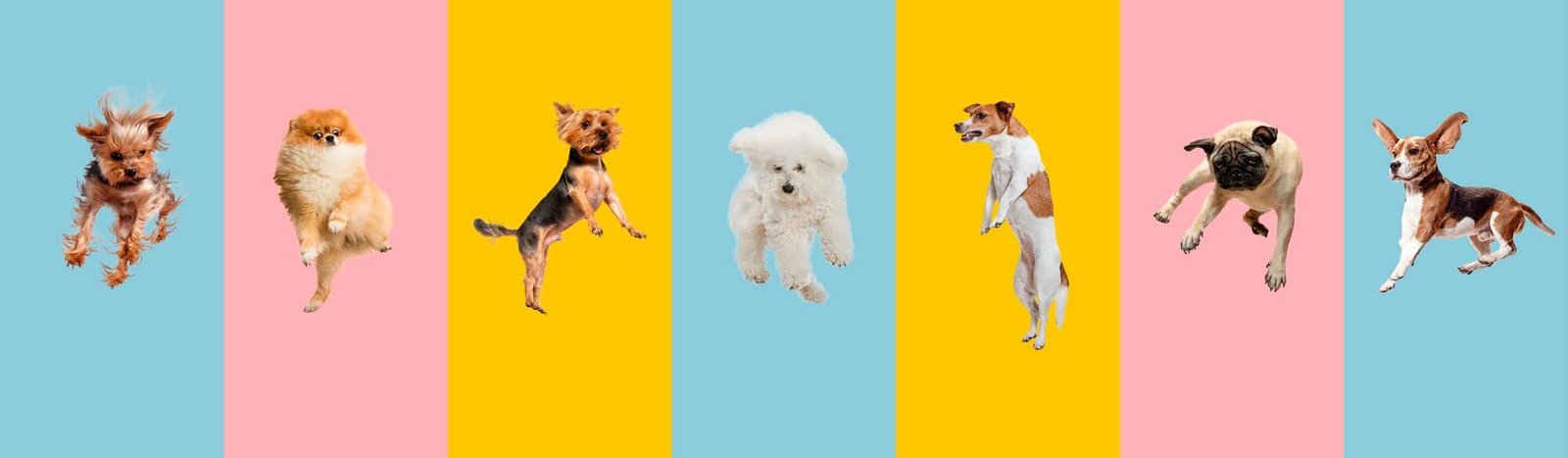 Petpalooza Weekend